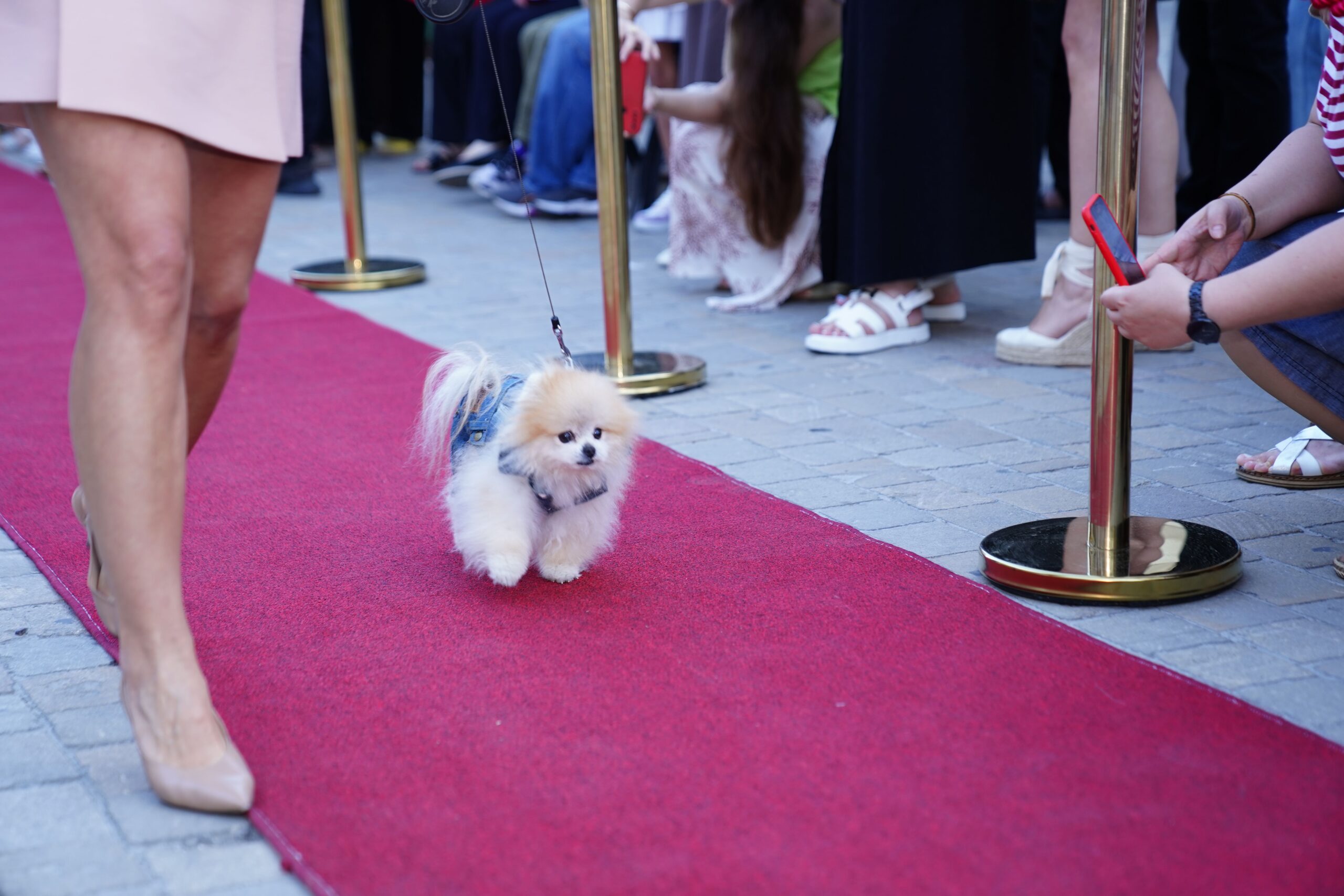 Adorable Pomeranian on a red carpet surrounded by people during an outdoor fashion event.